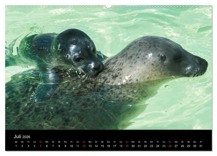 Produktbild: Faszination Kegelrobben und Seehunde 2026 (Wandkalender 2026 DIN A2 quer), CALVENDO Monatskalender