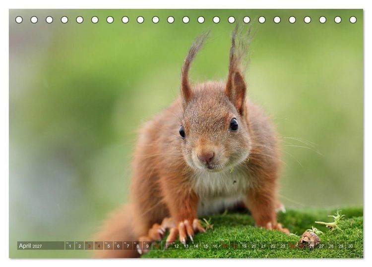 Produktbild: Eichh&ouml;rnchen Luna und ihre Kinder (Tischkalender 2027 DIN A5 quer), CALVENDO Monatskalender