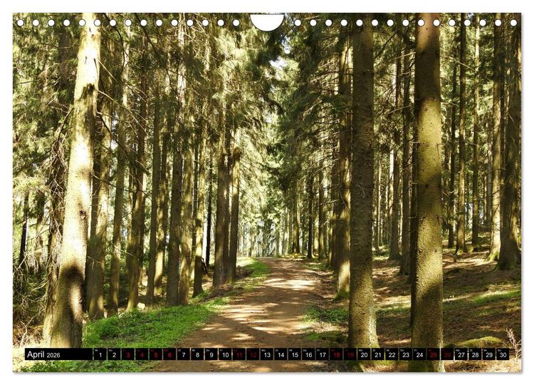 Produktbild: Naturwunder Wald (Wandkalender 2026 DIN A4 quer), CALVENDO Monatskalender
