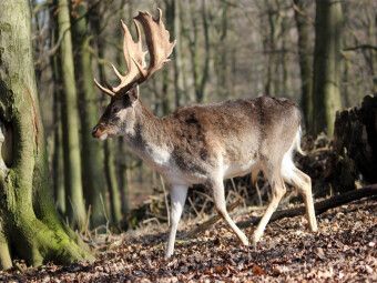 Produktbild: CALVENDO Puzzle K&ouml;nige des Waldes- Hirsche | 1000 Teile Lege-Gr&ouml;&szlig;e 64x48cm Foto-Puzzle f&uuml;r gl&uuml;ckliche Stunden
