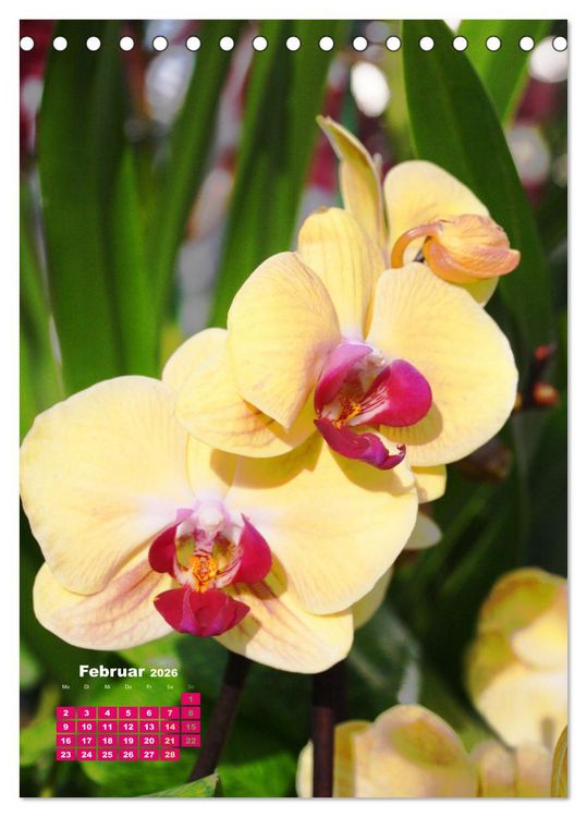 Produktbild: Orchideensch&auml;tze (Tischkalender 2026 DIN A5 hoch), CALVENDO Monatskalender