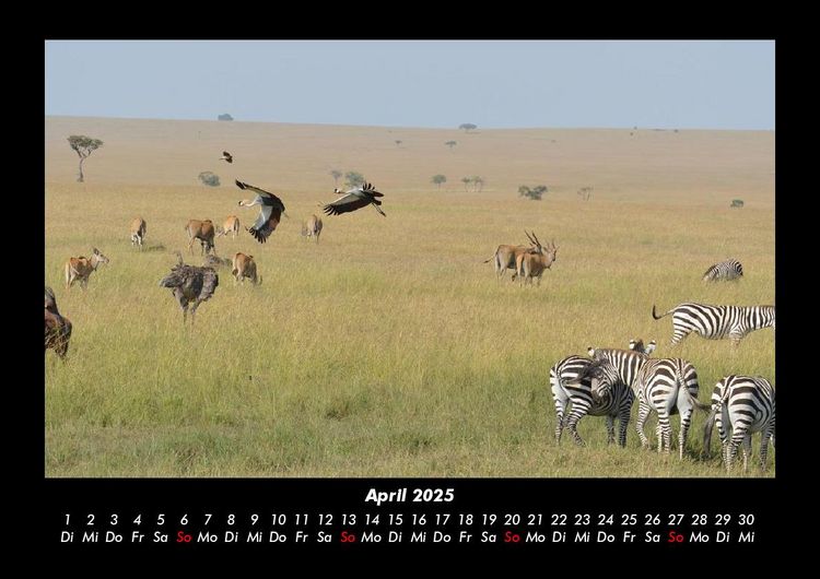 Produktbild: Welt der Tiere 2025 Fotokalender DIN A3