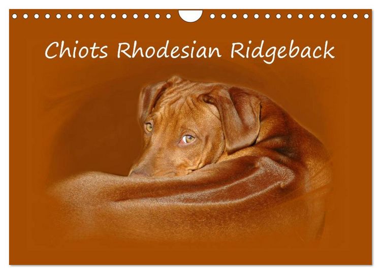 Produktbild: Chiots Rhodesian Ridgeback (Calendrier mural 2026 DIN A4 vertical), CALVENDO calendrier mensuel