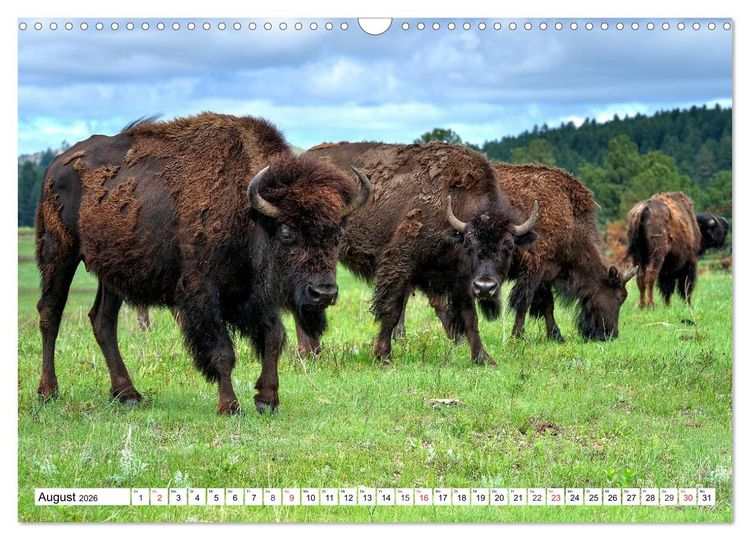 Produktbild: TATONKA Der nordamerikanische Bison (Wandkalender 2026 DIN A3 quer), CALVENDO Monatskalender