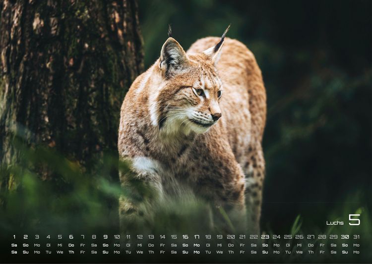 Produktbild: Waldtiere - Heimische Waldbewohner - Der Tierkalender - 2027 - Kalender DIN A3