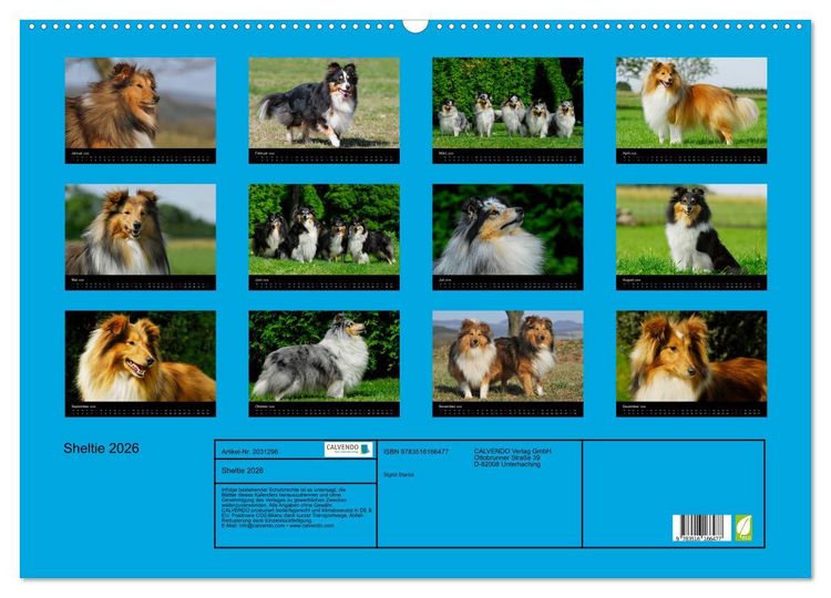 Produktbild: Sheltie 2026 (Wandkalender 2026 DIN A2 quer), CALVENDO Monatskalender