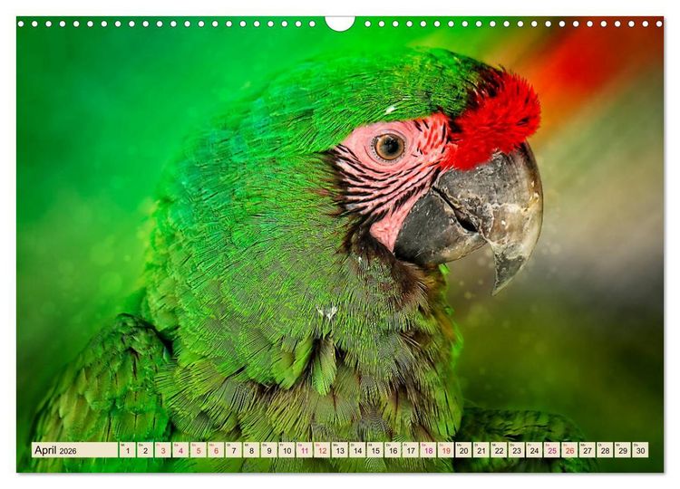 Produktbild: Mein bunter Papagei (Wandkalender 2026 DIN A3 quer), CALVENDO Monatskalender