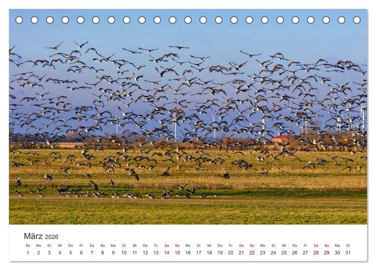 Produktbild: Schutzgebiet Wattenmeer (Tischkalender 2026 DIN A5 quer), CALVENDO Monatskalender