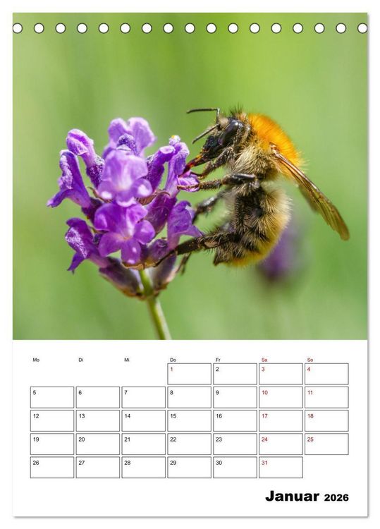 Produktbild: Hummeln und Bienen Terminplaner (Tischkalender 2026 DIN A5 hoch), CALVENDO Monatskalender