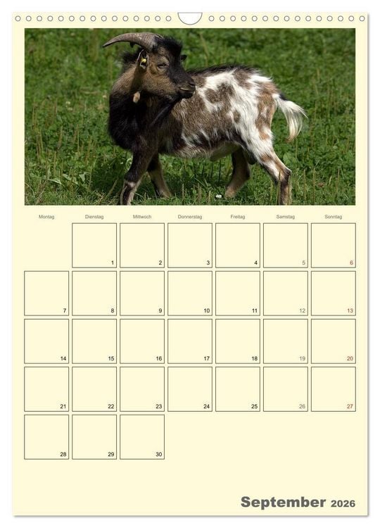 Produktbild: Zwergziegen (Wandkalender 2026 DIN A3 hoch), CALVENDO Monatskalender
