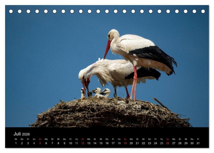 Produktbild: Ein Jahr bei den St&ouml;rchen (Tischkalender 2026 DIN A5 quer), CALVENDO Monatskalender