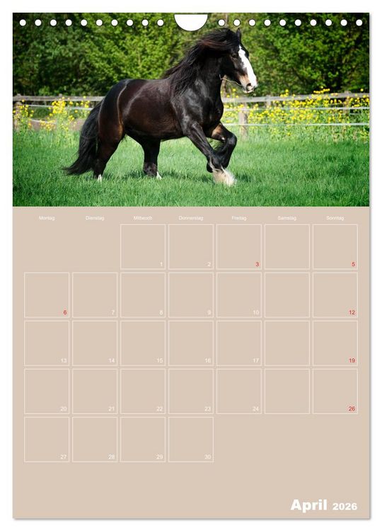 Produktbild: Pferde / Planer (Wandkalender 2026 DIN A4 hoch), CALVENDO Monatskalender