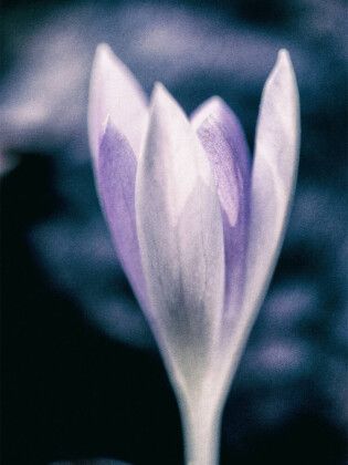 Produktbild: CALVENDO Puzzle Krokus | 1000 Teile Lege-Gr&ouml;&szlig;e 64x48cm Foto-Puzzle f&uuml;r gl&uuml;ckliche Stunden