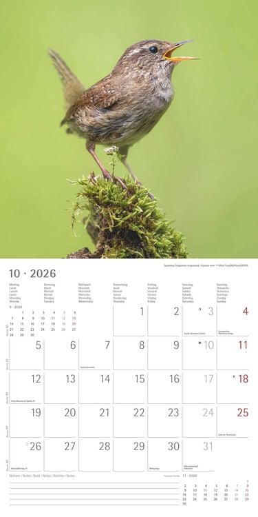 Produktbild: Einheimische Vögel 2026 - Broschürenkalender 30x30 cm (30x60 geöffnet) - Kalender mit Platz für Notizen - Birds - Bildkalender - Wandkalender - Vogelk