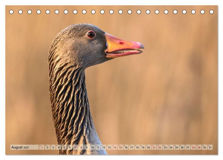 Produktbild: Gans sch&ouml;n wild (Tischkalender 2027 DIN A5 quer), CALVENDO Monatskalender