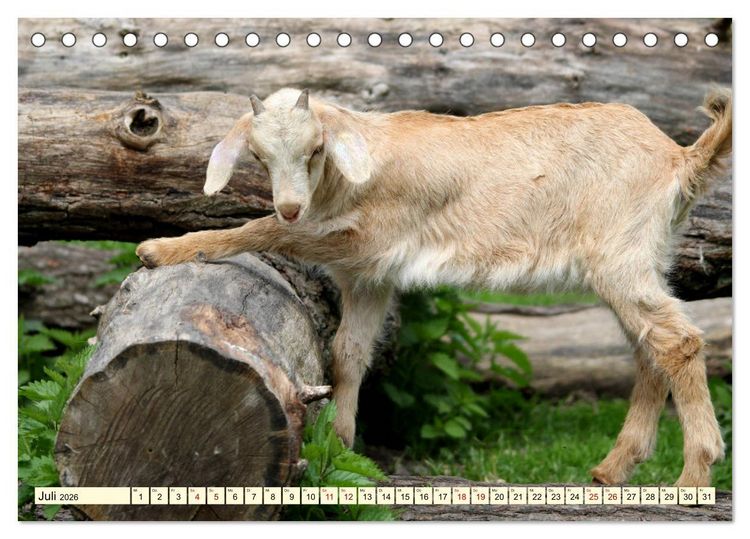 Produktbild: Ziegen - Die Stars aus dem Streichelzoo (Tischkalender 2026 DIN A5 quer), CALVENDO Monatskalender