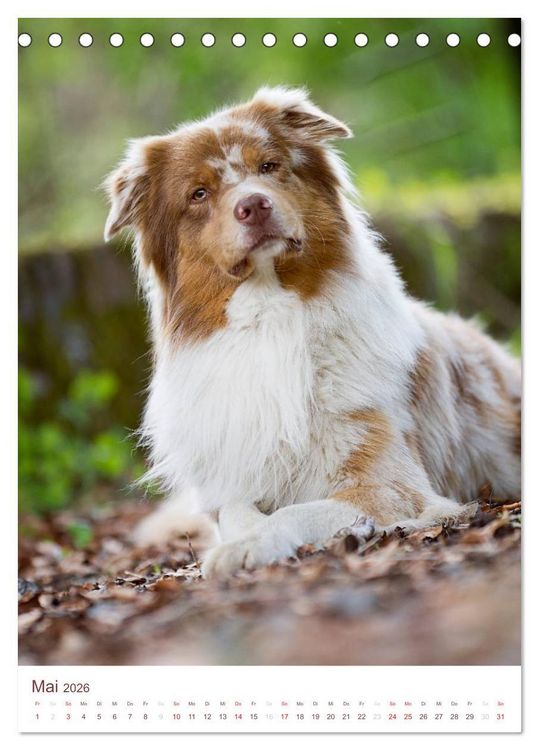Produktbild: Australian Shepherds (Tischkalender 2026 DIN A5 hoch), CALVENDO Monatskalender