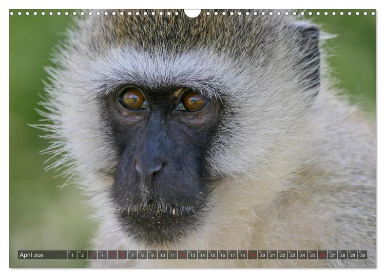 Produktbild: blick kontakt mit tieren im &ouml;stlichen und s&uuml;dlichen afrika (Wandkalender 2026 DIN A3 quer), CALVENDO Monatskalender