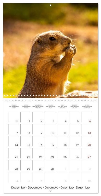 Produktbild: Rencontres animali&egrave;res (Calendrier mural carr&eacute; 2026 30x30 cm) Calendrier double avec une page pour vos prises de notes