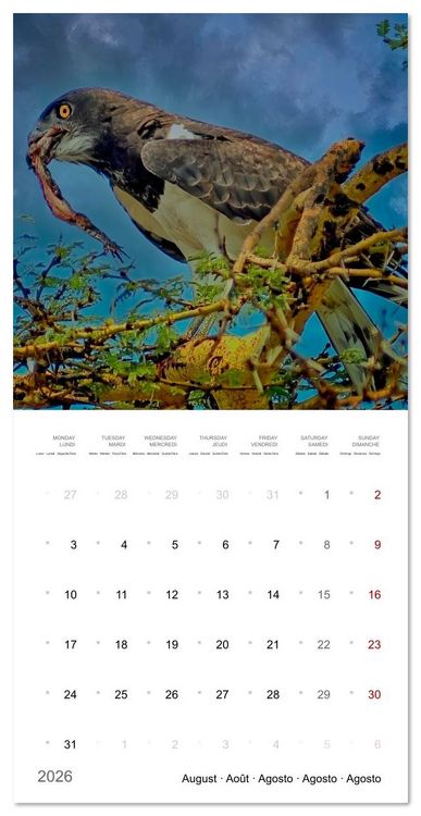 Produktbild: Eagles in Africa (Wall Calendar 2026 12 &times; 12 Inch) CALVENDO 12 Month Wall Calendar