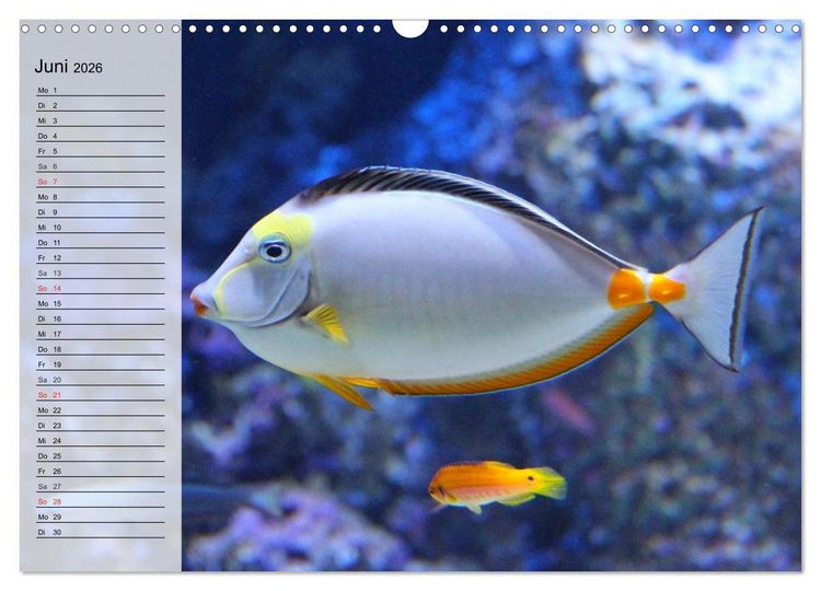 Produktbild: Paradiese im ewigen Blau. Die bunte Unterwasserwelt (Wandkalender 2026 DIN A3 quer), CALVENDO Monatskalender