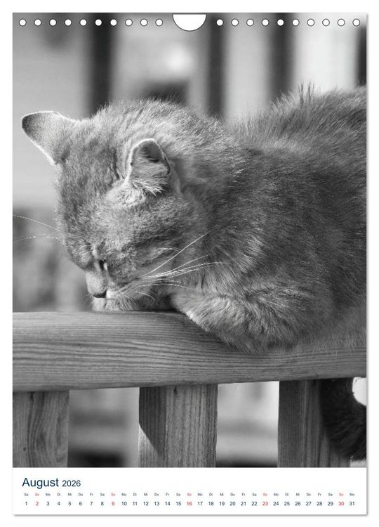 Produktbild: Wilde Katzen - Korsikas Samtpfoten (Wandkalender 2026 DIN A4 hoch), CALVENDO Monatskalender