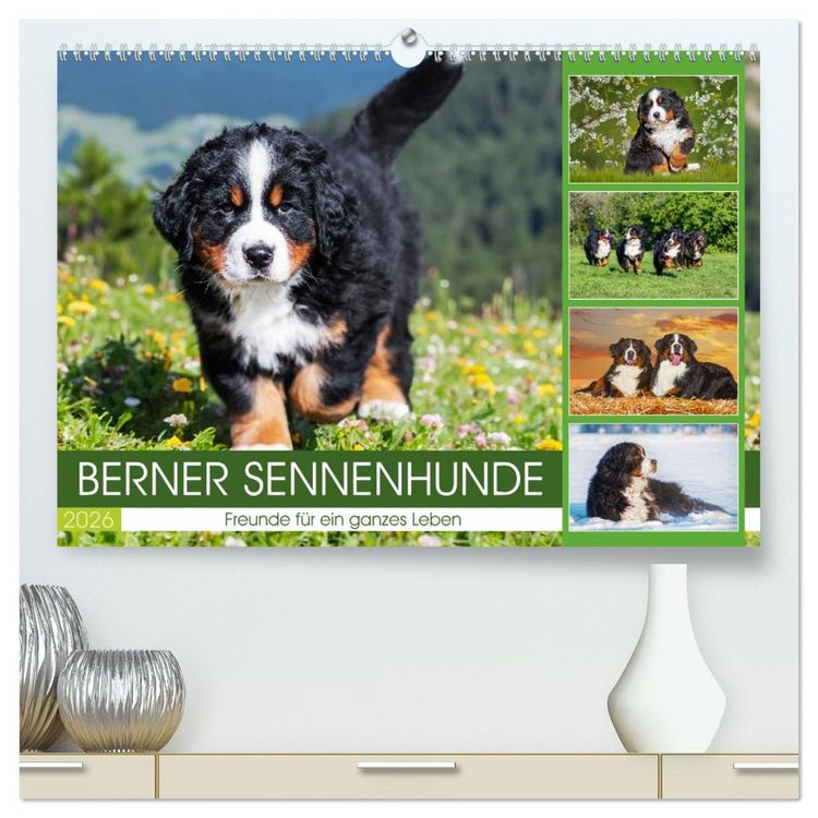 Produktbild: Berner Sennenhunde - Freunde f&uuml;r ein ganzes Leben (hochwertiger Premium Wandkalender 2026 DIN A2 quer), Kunstdruck in Hochglanz
