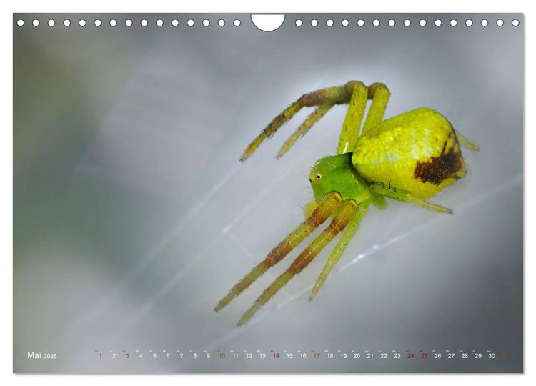 Produktbild: ui - Spinne. Kleine Spinnen - gro&szlig; im Bild (Wandkalender 2026 DIN A4 quer), CALVENDO Monatskalender