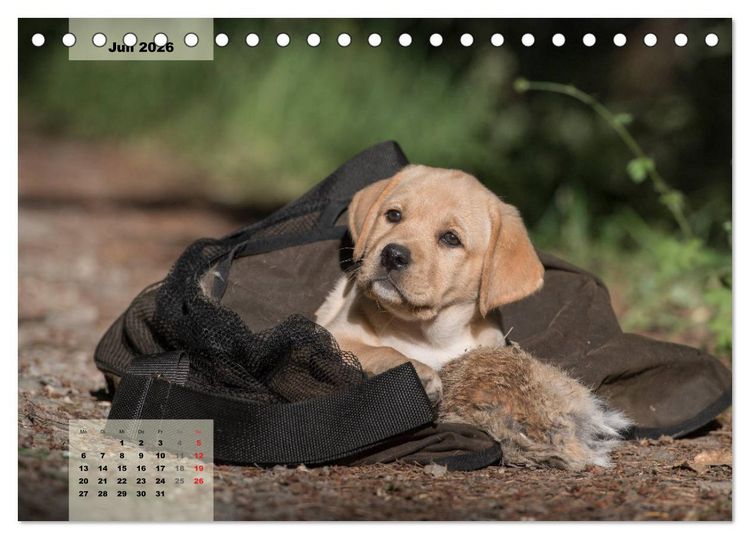 Produktbild: Welpenspa&szlig; (Tischkalender 2026 DIN A5 quer), CALVENDO Monatskalender