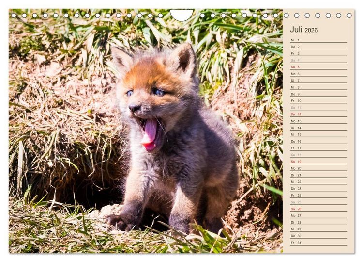 Produktbild: Verspielte Fuchswelpen - Allein zu Haus' (Wandkalender 2026 DIN A4 quer), CALVENDO Monatskalender