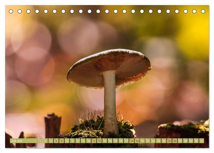Produktbild: Wundersame Pilzwelten (Tischkalender 2026 DIN A5 quer), CALVENDO Monatskalender