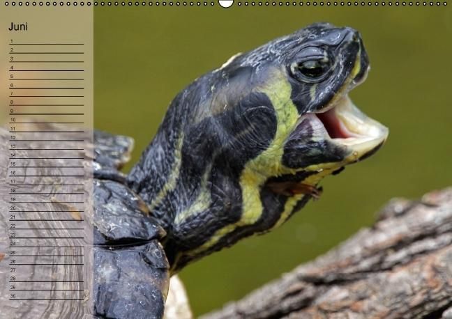 Produktbild: Schildkr&ouml;ten Geburtstagskalender (Wandkalender immerw&auml;hrend DIN A2 quer)