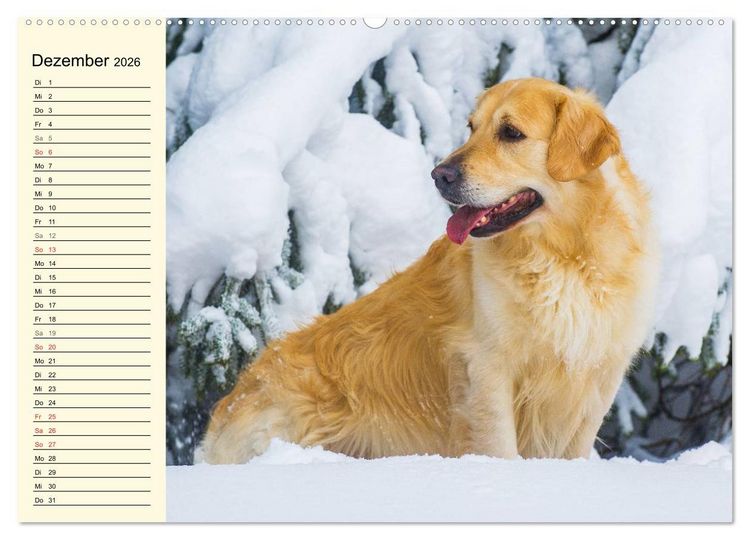 Produktbild: Das Gl&uuml;ck hat einen Namen - Golden Retriever (Wandkalender 2026 DIN A2 quer), CALVENDO Monatskalender