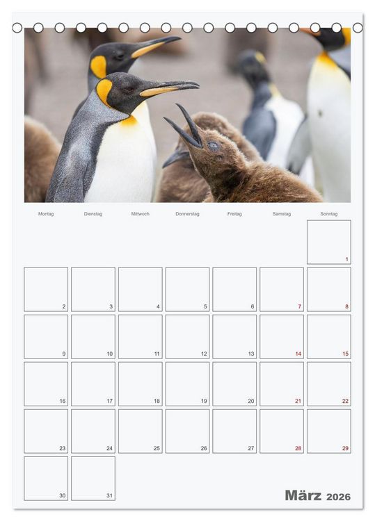 Produktbild: Alltag bei den Pinguinen auf Falkland (Tischkalender 2026 DIN A5 hoch), CALVENDO Monatskalender