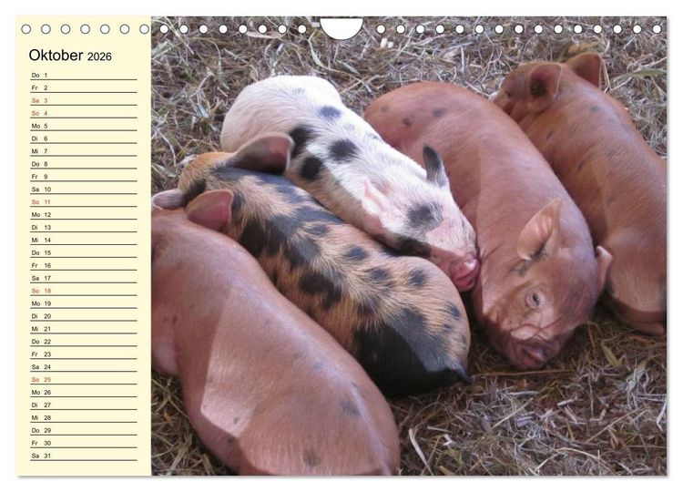 Produktbild: Von S&auml;uen die Schwein haben! (Wandkalender 2026 DIN A4 quer), CALVENDO Monatskalender