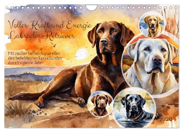 Produktbild: Voller Kraft und Energie - Labrador-Retriever (Wandkalender 2026 DIN A4 quer), CALVENDO Monatskalender