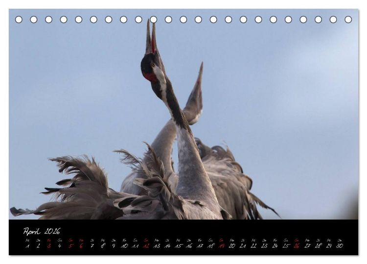 Produktbild: Kraniche - V&ouml;gel des Gl&uuml;cks (Tischkalender 2026 DIN A5 quer), CALVENDO Monatskalender