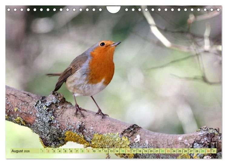 Produktbild: Gefiederte Gesellen - V&ouml;gel aus Wald und Garten (Wandkalender 2026 DIN A4 quer), CALVENDO Monatskalender