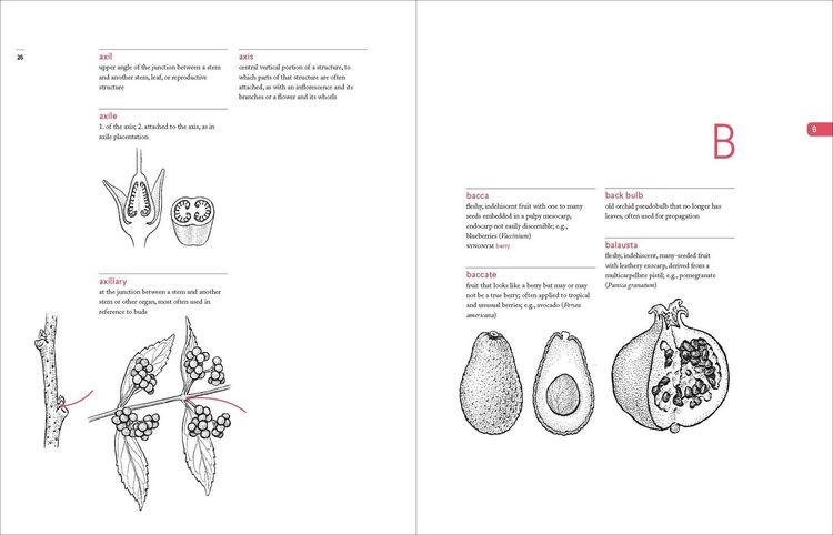 Produktbild: A Botanist's Vocabulary