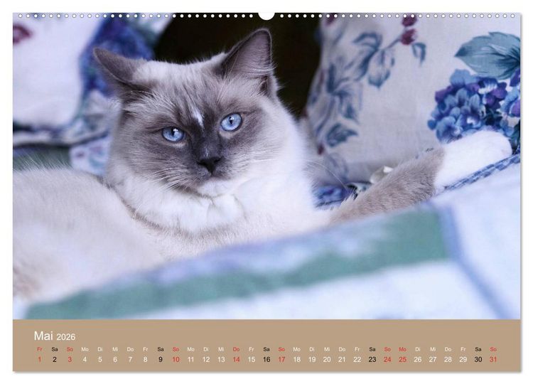 Produktbild: Verliebt in Ragdolls ... die sanfte Katzenrasse (hochwertiger Premium Wandkalender 2026 DIN A2 quer), Kunstdruck in Hochglanz