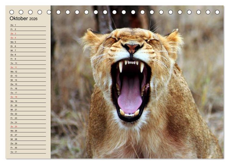 Produktbild: L&ouml;wen. Majest&auml;tische Kraft (Tischkalender 2026 DIN A5 quer), CALVENDO Monatskalender