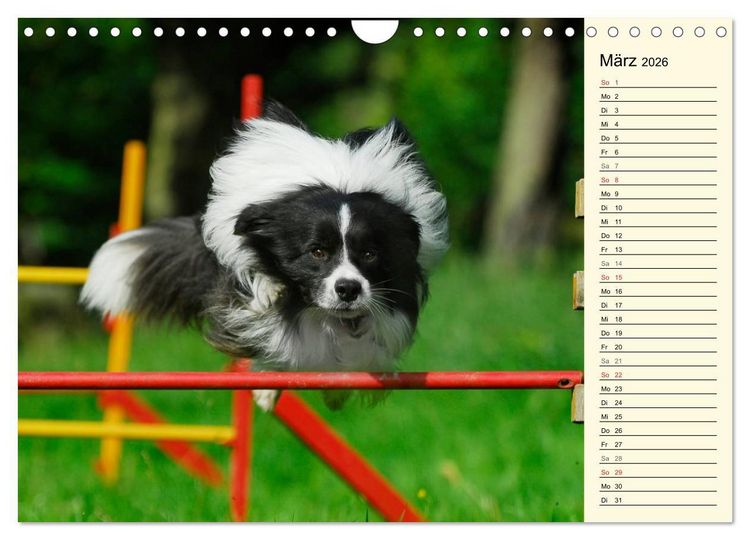 Produktbild: Border Collie 2026 (Wandkalender 2026 DIN A4 quer), CALVENDO Monatskalender