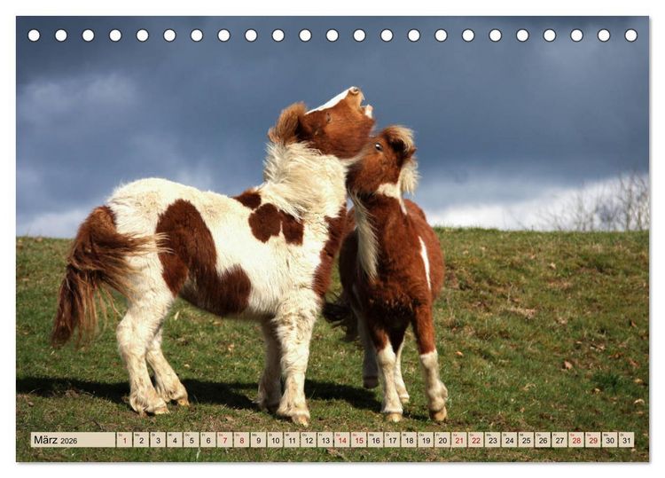 Produktbild: Ponys, die starken Pers&ouml;nlichkeiten (Tischkalender 2026 DIN A5 quer), CALVENDO Monatskalender