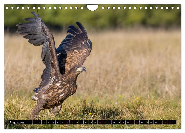 Produktbild: Seeadler in Polen (Wandkalender 2026 DIN A4 quer), CALVENDO Monatskalender
