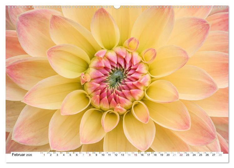 Produktbild: Dahlien-Kronen (Wandkalender 2026 DIN A2 quer), CALVENDO Monatskalender