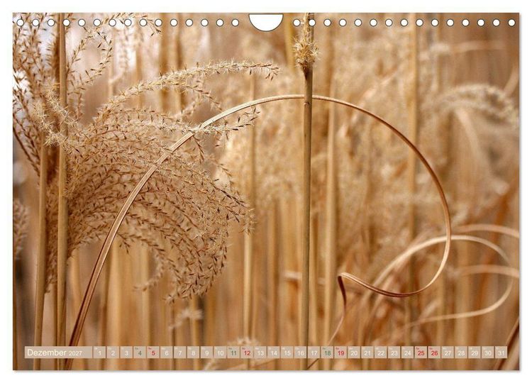 Produktbild: Faszinierende Pflanzenwelt (Wandkalender 2027 DIN A4 quer), CALVENDO Monatskalender