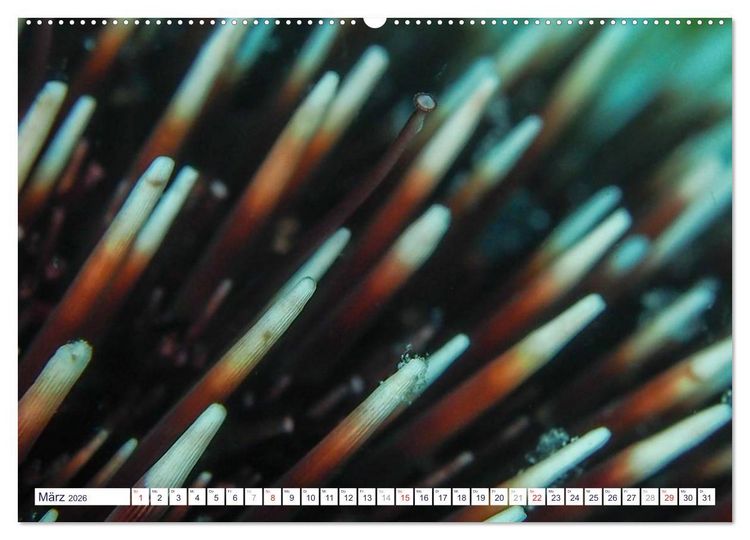Produktbild: unterwasser makro 2026 (hochwertiger Premium Wandkalender 2026 DIN A2 quer), Kunstdruck in Hochglanz
