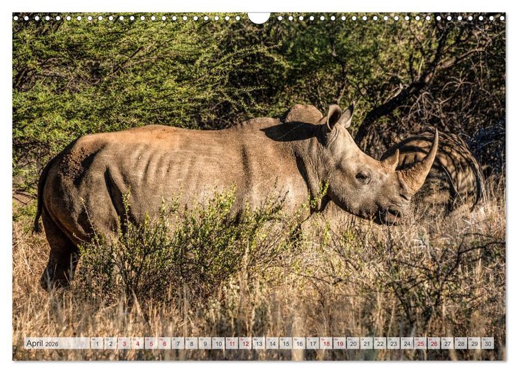 Produktbild: Abenteuerliches Namibia (Wandkalender 2026 DIN A3 quer), CALVENDO Monatskalender