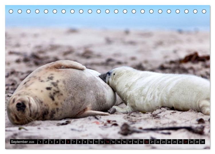Produktbild: Robbenbabys (Tischkalender 2026 DIN A5 quer), CALVENDO Monatskalender
