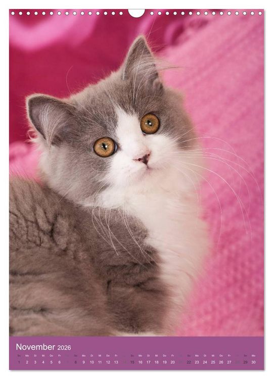 Produktbild: Britisch Langhaar Katzen (Wandkalender 2026 DIN A3 hoch), CALVENDO Monatskalender